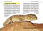 Preview: Der Große Raue Knopfschwanzgecko